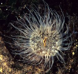 Silver anemone.
Aughrus, Connemara.
60mm. by Mark Thomas 
